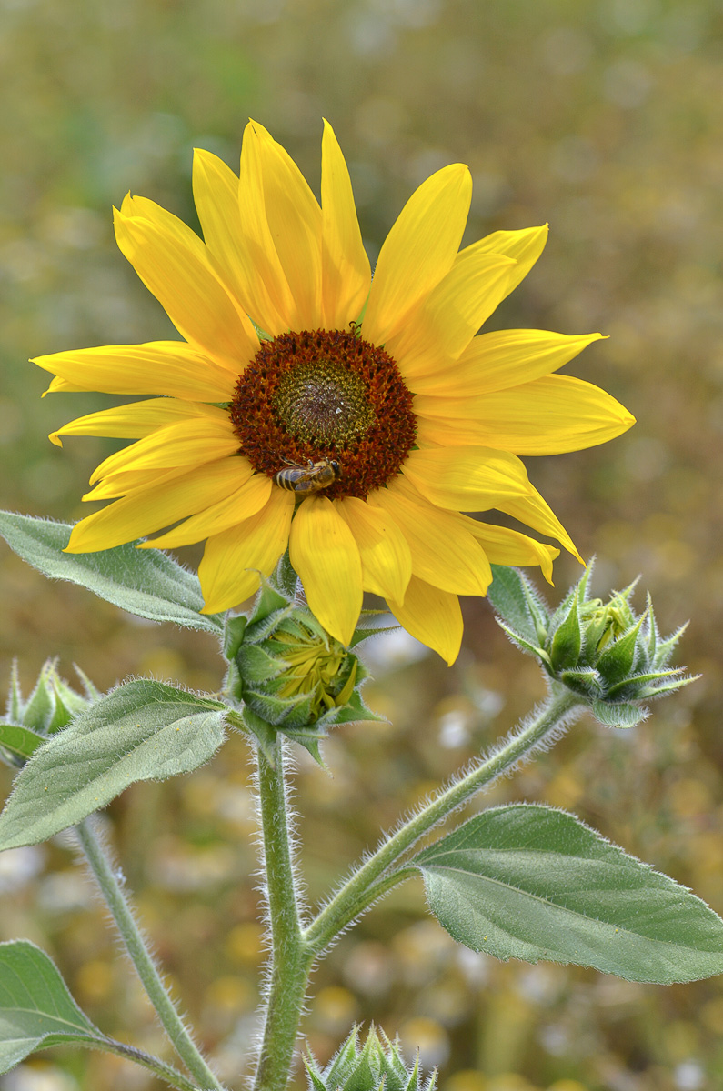 Изображение особи Helianthus annuus.