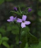 Hesperis sibirica. Верхушка цветущего растения. Пермский край, г. Пермь, Свердловский р-н, кладбище \"Южное\", тополиная роща. 16.06.2017.