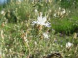 Centaurea diffusa