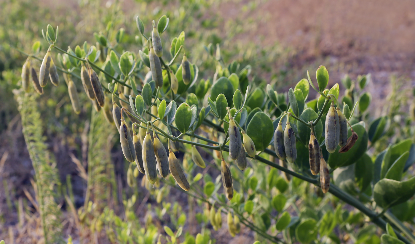 Изображение особи Zygophyllum fabago.