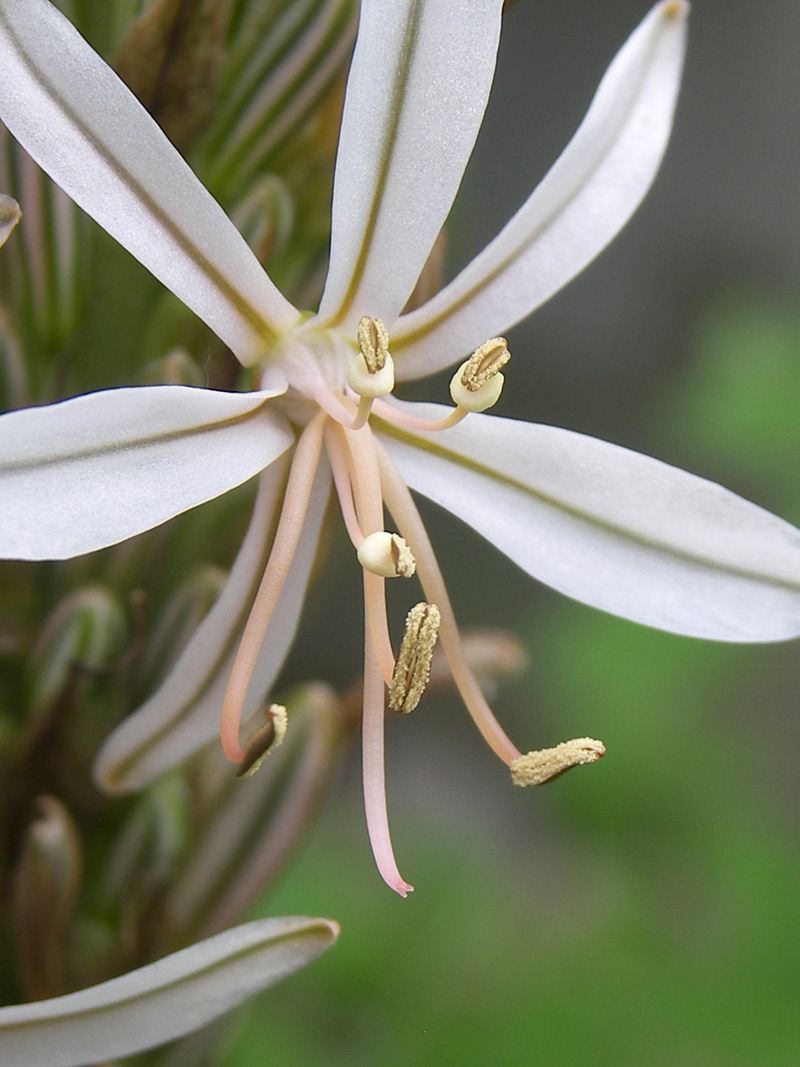 Изображение особи Asphodeline damascena.