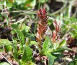 Salix khokhriakovii