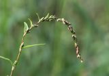 Persicaria hydropiper