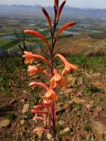 Watsonia tabularis