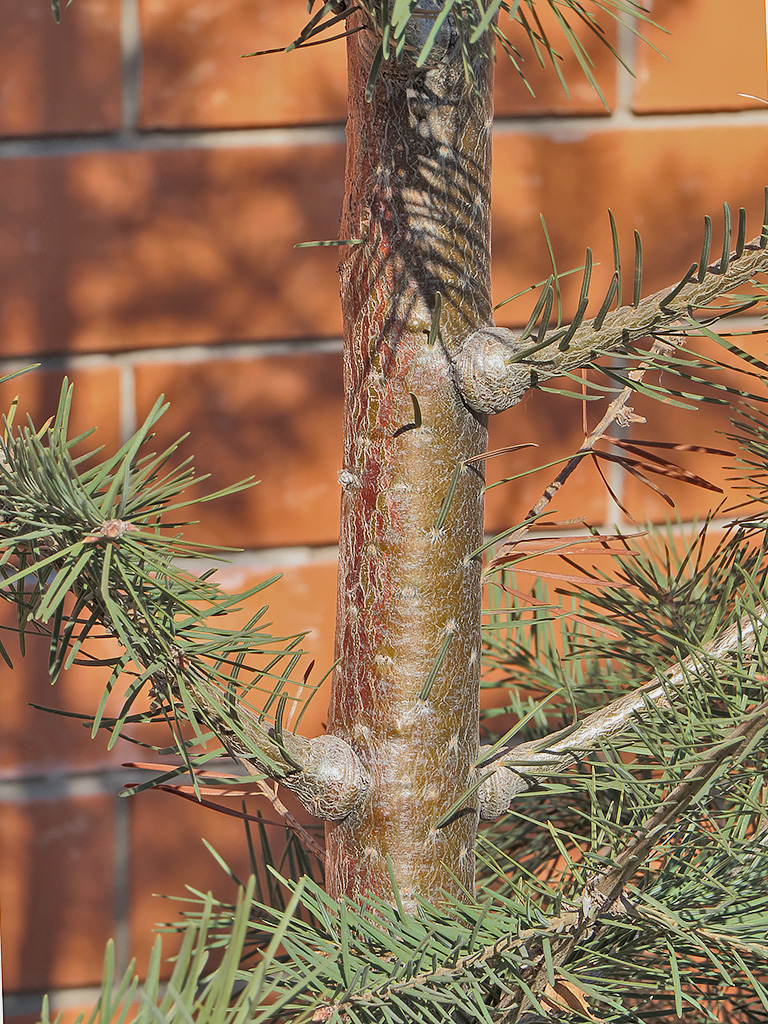 Изображение особи Pseudotsuga menziesii.