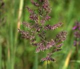 Calamagrostis epigeios