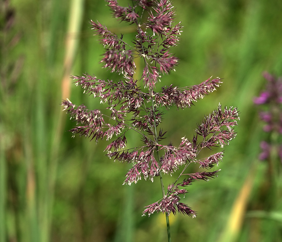 Изображение особи Calamagrostis epigeios.