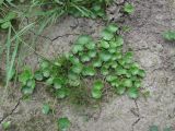 Hydrocotyle ramiflora