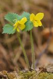 Viola uniflora