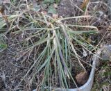 Dianthus caryophyllus