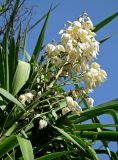 Yucca gigantea