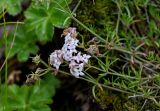 Asperula abchasica