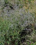 Gypsophila paniculata