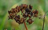 Ligusticum scoticum. Соплодие. Сахалин, Корсаковский гор. округ, мыс Евстафия, приморский луг. 25.08.2022.