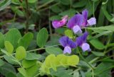 Lathyrus japonicus. Соцветие и листья. Магаданская обл., Примагаданье, мыс Островной. 25 июля 2010 г.