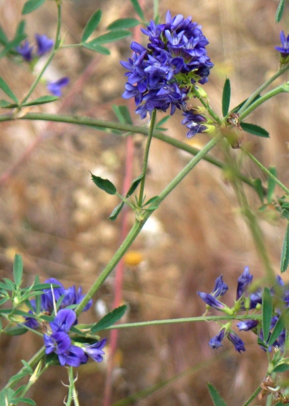 Изображение особи род Medicago.