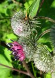 Arctium tomentosum