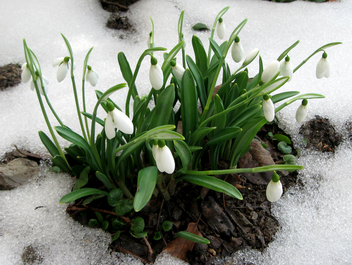 Изображение особи Galanthus plicatus.