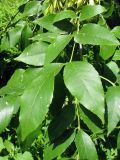 Fraxinus pennsylvanica