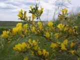 Chamaecytisus ruthenicus