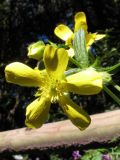 Ranunculus cortusifolius