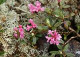 Rhododendron adamsii. Побеги с соцветиями. Иркутская обл., Слюдянский р-н, водораздел между р. Большая Быстрая и Малый Салбак, курумник выше зоны леса. 02.07.2012.