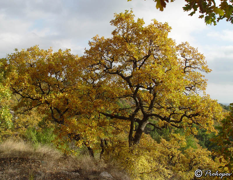 Изображение особи Quercus pubescens.