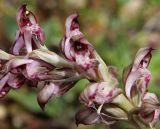 Anacamptis подвид fragrans