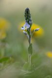 Veronica gentianoides