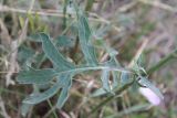 Centaurea apiculata