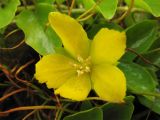 Lysimachia nummularia. Цветок. Нидерланды, провинция Drenthe, Yde, заказник Hondstong, обсыхающий берег временного водоёма. 12 июня 2008 г.