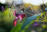 Impatiens glandulifera