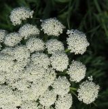 Daucus sativus