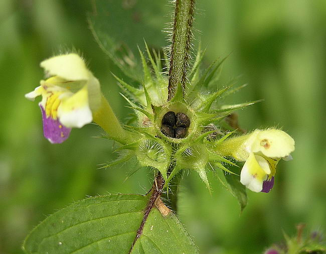 Изображение особи Galeopsis speciosa.