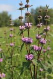 Phlomoides tuberosa