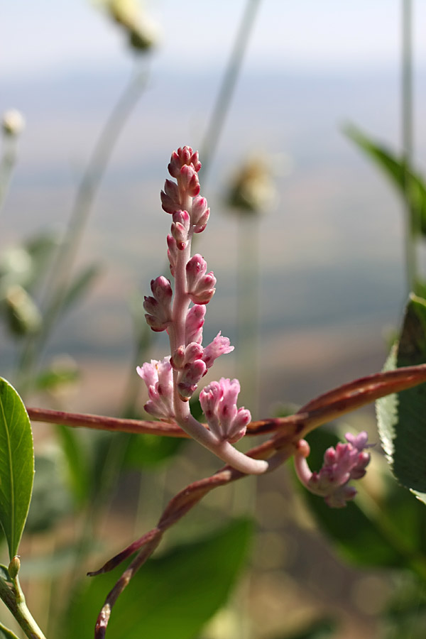 Изображение особи Cuscuta lehmanniana.