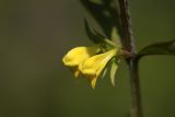 Melampyrum sylvaticum