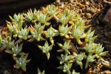 Dudleya albiflora. Вегетирующее растение. США, Калифорния, Санта-Барбара, ботанический сад. 18.02.2014.