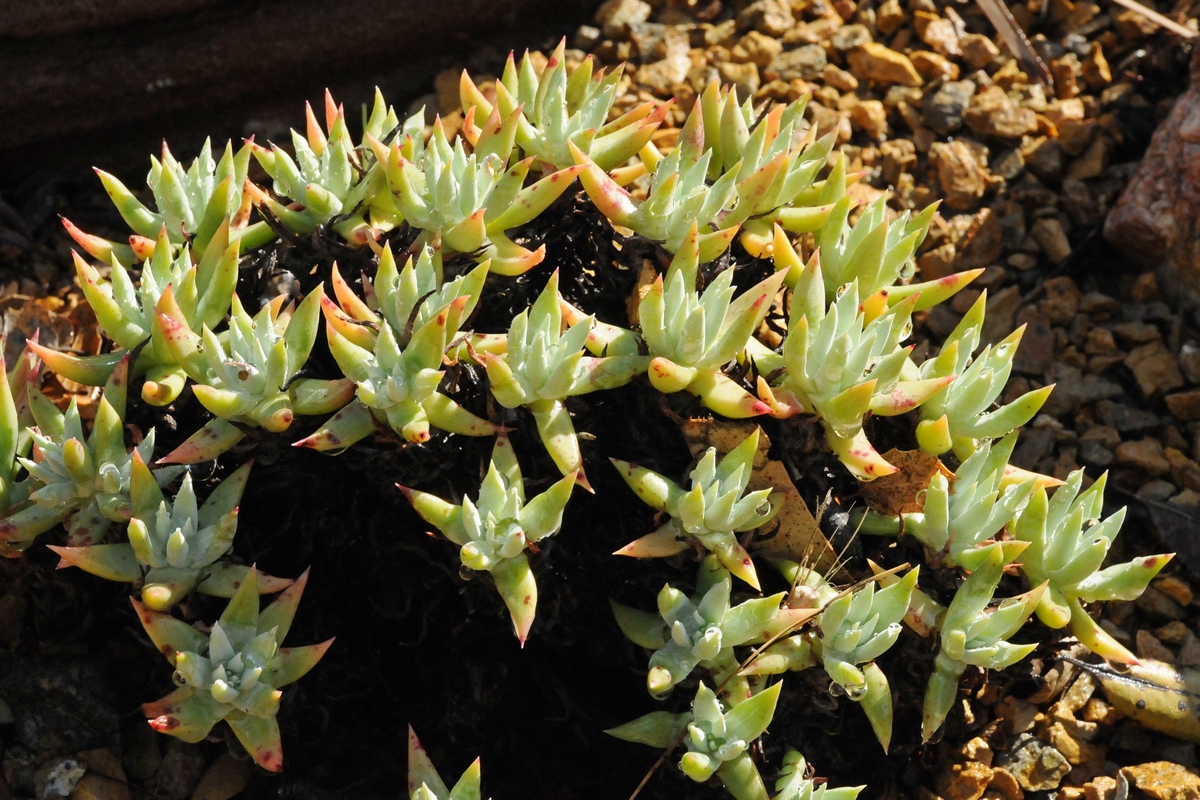 Изображение особи Dudleya albiflora.