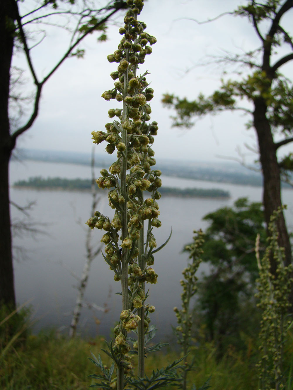 Изображение особи Artemisia armeniaca.