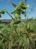 Nonea lutea