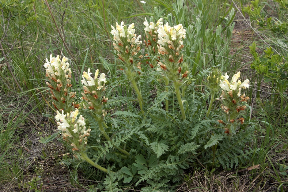 Изображение особи Pedicularis physocalyx.