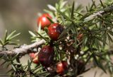 Juniperus deltoides. Часть ветви с прошлогодними шишкоягодами. Греция, Пелопоннес, окр. г. Витина; туристическая тропа вдоль русла р. Милаонтас. 23.03.2015.