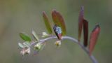 Chamaedaphne calyculata