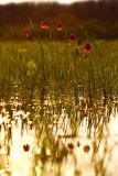 Fritillaria meleagroides