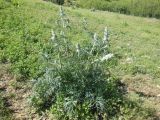 Phlomoides laciniata