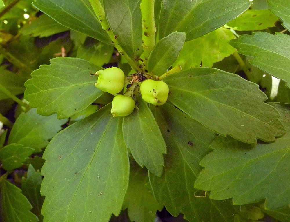 Изображение особи Pachysandra terminalis.