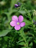 Linum hypericifolium. Цветок. Адыгея, Фишт-Оштеновский массив, перевал Армянский, ≈ 1800 м н.у.м., субальпийский луг. 04.07.2017.