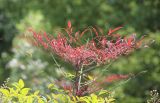 Nandina domestica. Молодая листва в характерной окраске. Краснодарский край, Черноморское побережье Кавказа, г. Сочи, в культуре. 9 июня 2016 г.