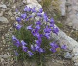 Campanula saxifraga. Цветущие растения. Кабардино-Балкария, Эльбрусский р-н, склон г. Чегет, альпийский луг. 19.08.2009.